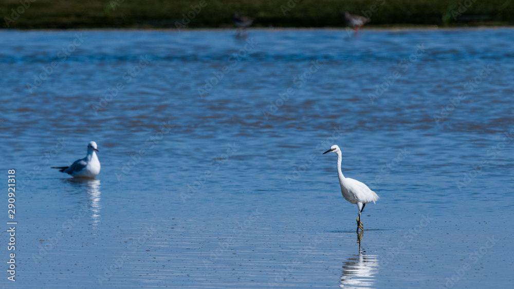 aigrette garsette aigrette garsette