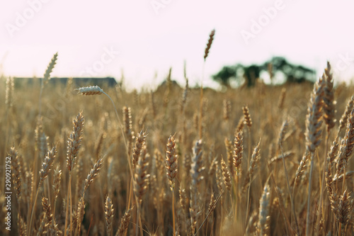 Golden wheat field of wheat ears. summer