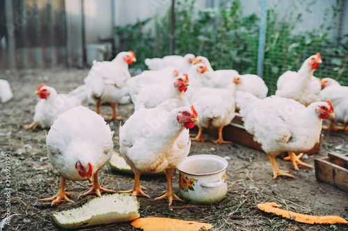 white hens on the farm. chickens. bird flu
