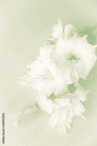 Gladiolus lies on the surface in green. Soft pastel image. Wedding card. Greeting card