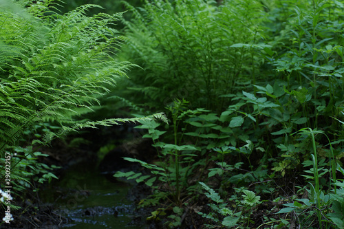 A small stream flows between thickets of green fern