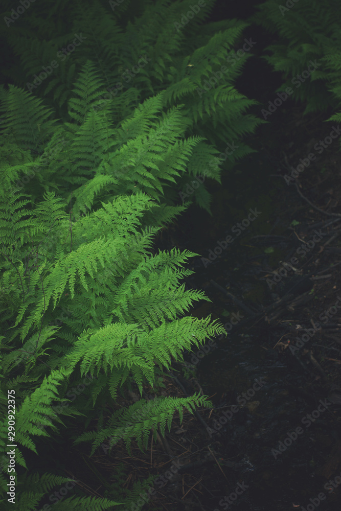 Many bushes of green fern in the forest top view