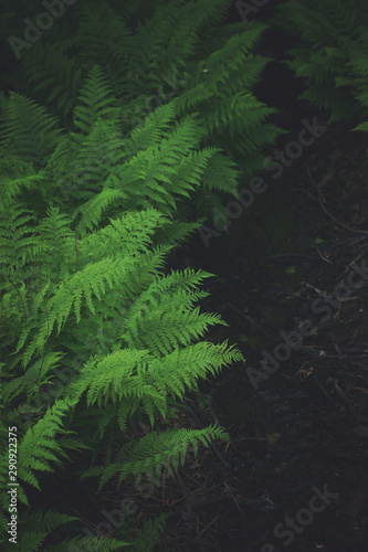 Many bushes of green fern in the forest top view