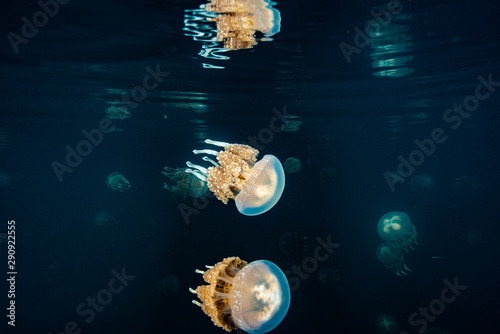 Palau Jellyfish Lake (Mastigias cf. papua etpisoni) photo