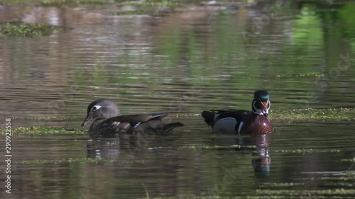 Wood Ducks Swimming at Dawn in the Hoh Rainforest 4k