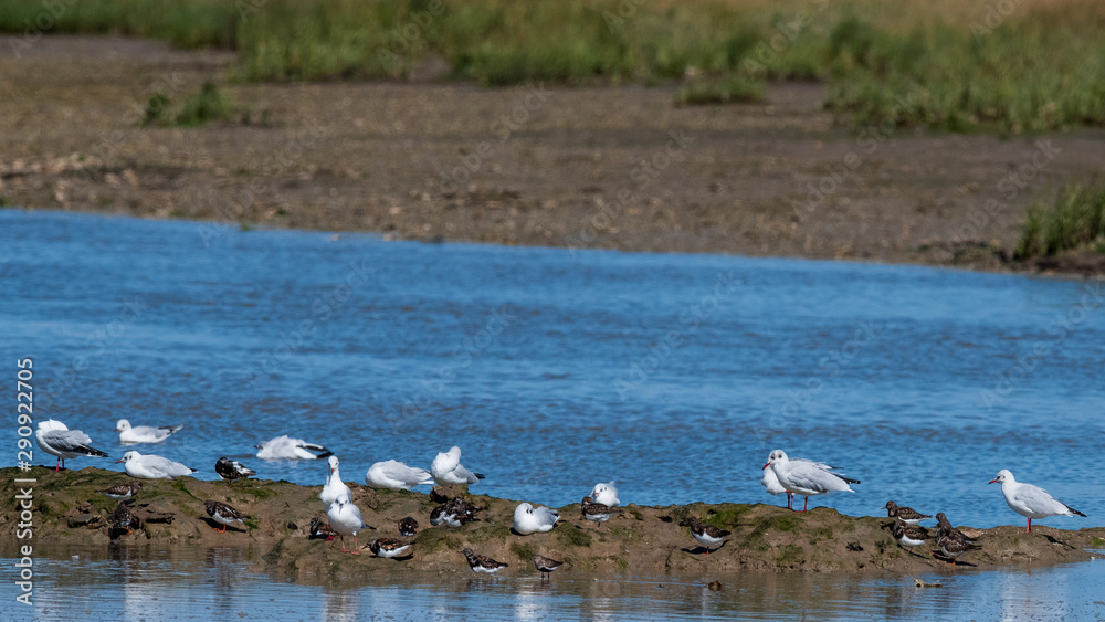 aigrette garsette aigrette garsette