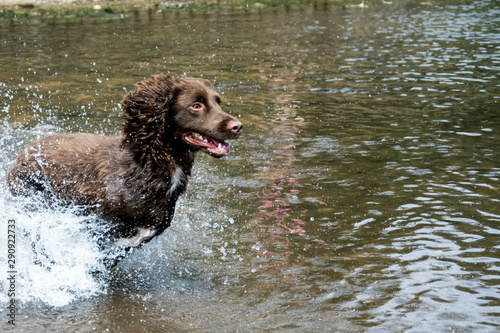 dog running through water