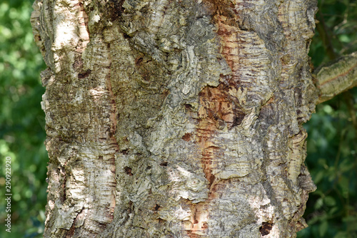 Korkeiche, Quercus suber photo