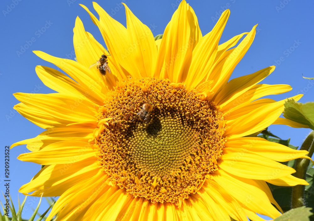 Obraz premium Sonnenblume, Helianthus annuus