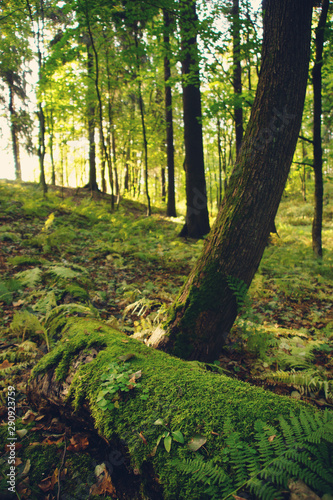 A large log covered with mosses and ferns lies in the forest