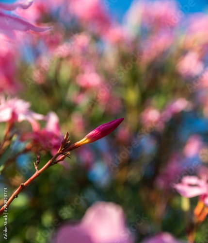 Colorful detail of a pink flower with defocus background