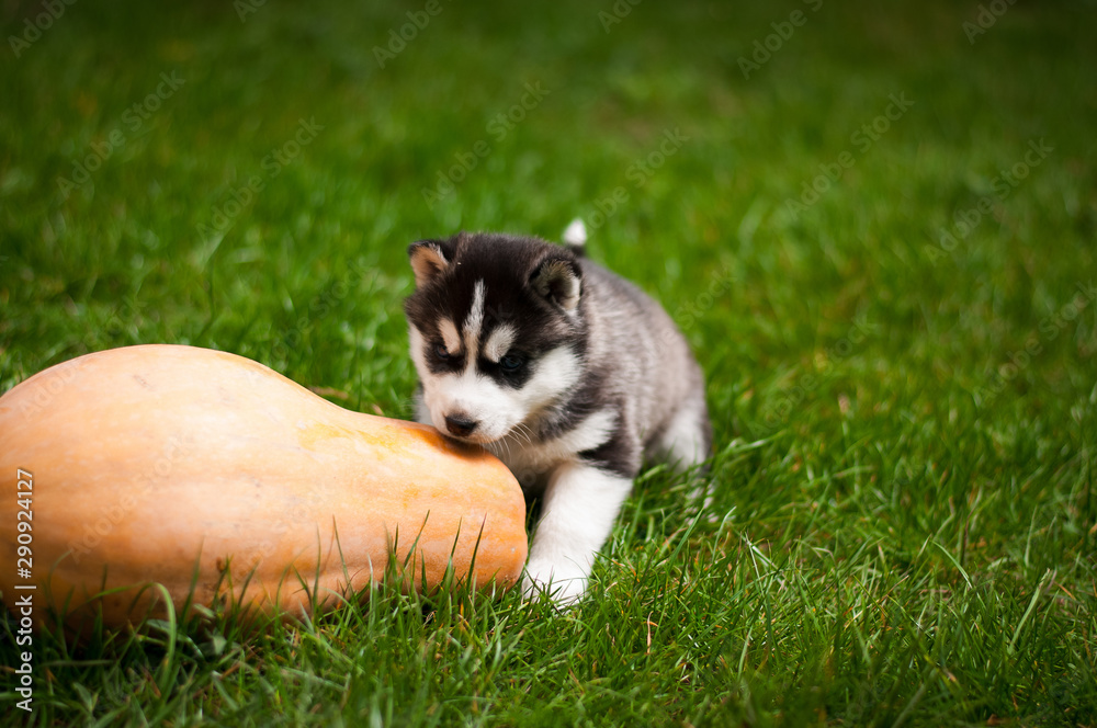 The Huskies play on the green grass The Huskies play on the green grass