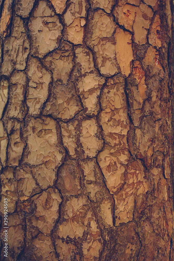 Pine tree bark texture with crisp scales