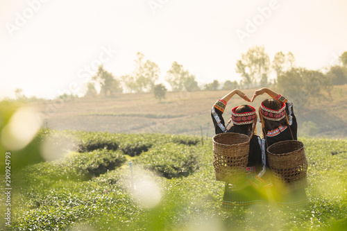 Hmong, Asian tribe  woman working in green tea farmland, in traditional black custume with basket photo