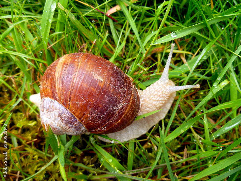 Snail gliding on the wet grass texture. Large white mollusk snails with light brown striped shell, crawling on moss. Helix pomatia, Burgundy snail, Roman snail, edible snail, escargot. Snail gliding on the wet grass texture. Large white mollusk snails with light brown striped shell, crawling on moss. Helix pomatia, Burgundy snail, Roman snail, edible snail, escargot.