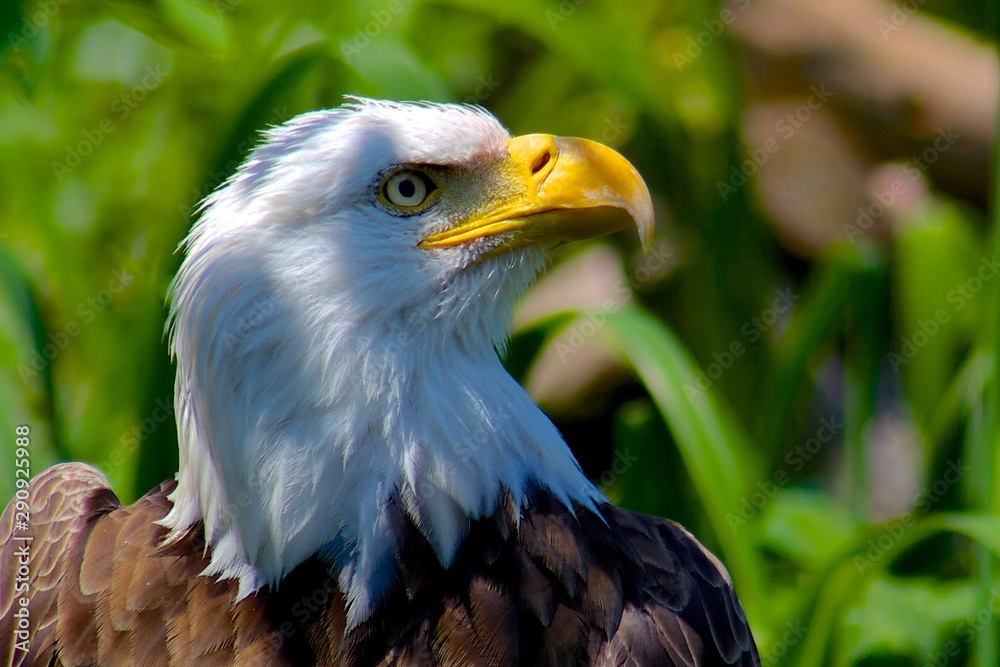 Obraz premium portrait of an american bald eagle
