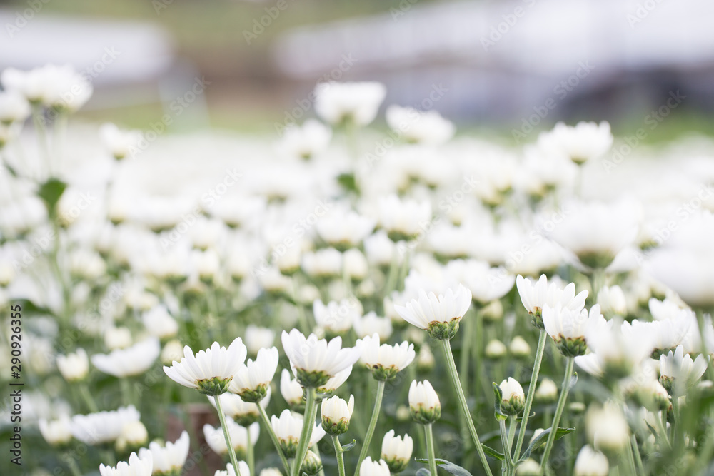 White small chrysanthemum, soft and clean petal flower with green stem . Lovely blooming flora gardem White small chrysanthemum, soft and clean petal flower with green stem . Lovely blooming flora gardem
