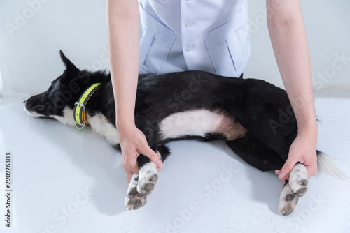 Canvas Print veterinary have control and restraint a dog to immunize for control and prevention of rabies disease ,animal restraint concept