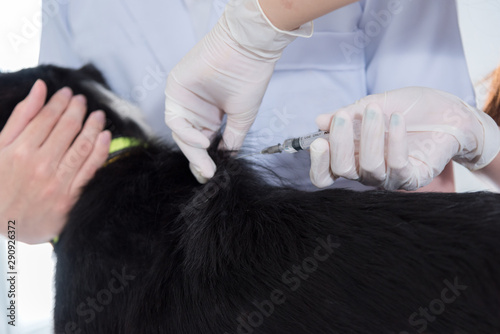 veterinary have control and injections to dog for rabies disease vaccines..