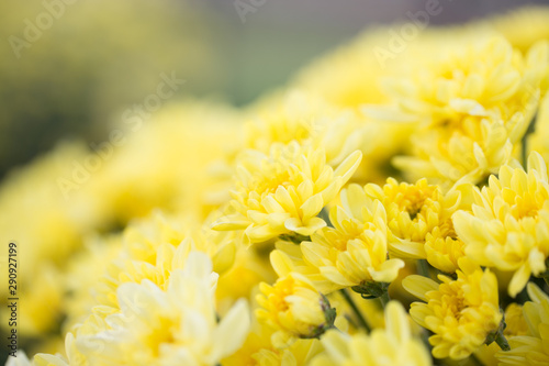 Yellow crysenthemum in field. Blossom beautiful yellow flower.