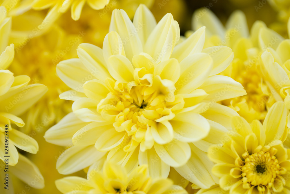 Fototapeta premium Yellow crysenthemum in field. Blossom beautiful yellow flower.