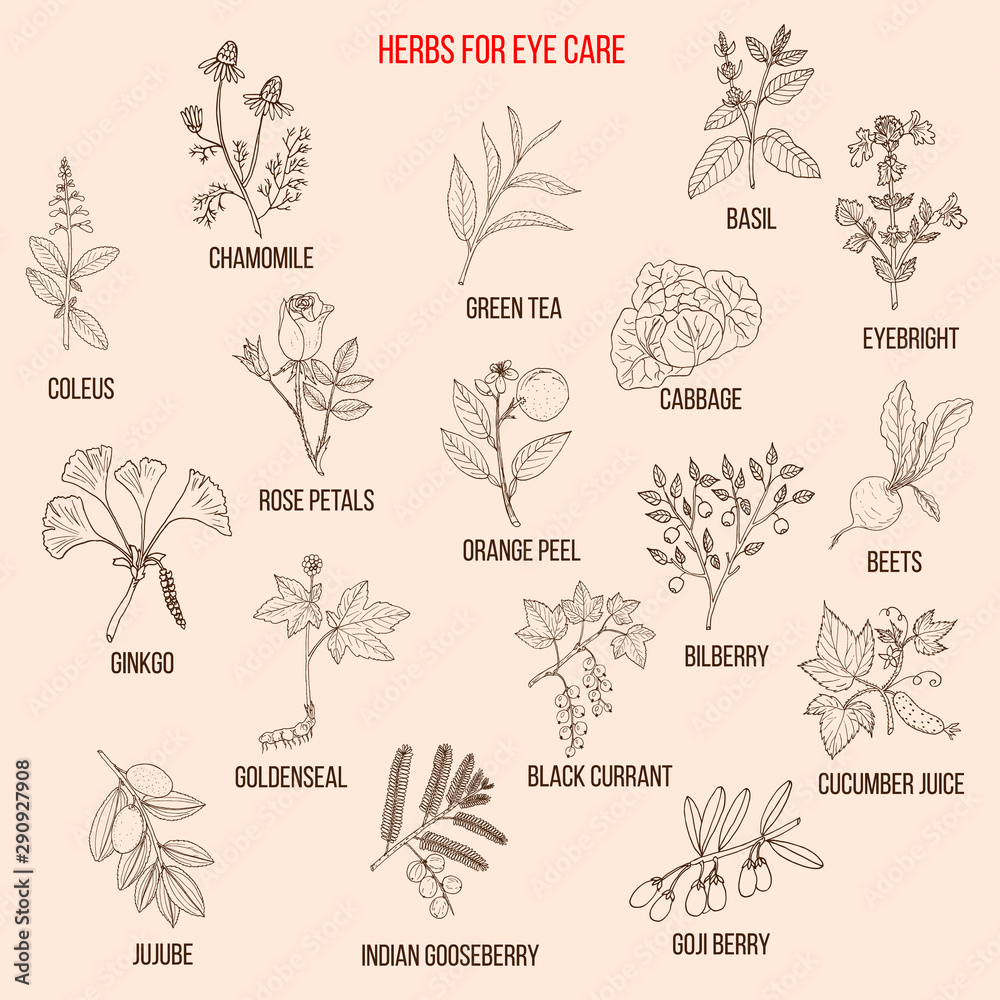 Best medicinal herbs for eyes care Best medicinal herbs for eyes care