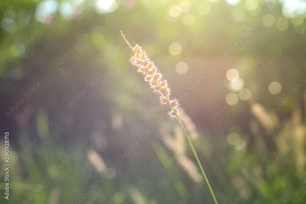 Green grass background with warm sunlight in the evening Green grass background with warm sunlight in the evening