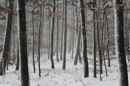 verschneiter märchenhafter mystischer wald nach schneesturm © tomtom747