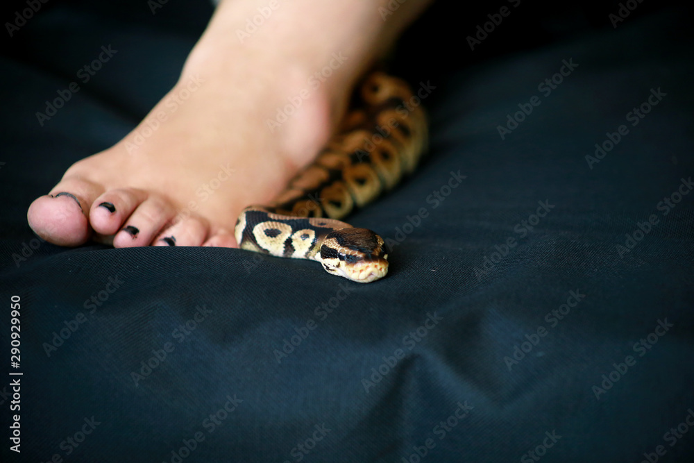 Stockfoto Female leg with Royal Python snake. Ball Python slithering ...