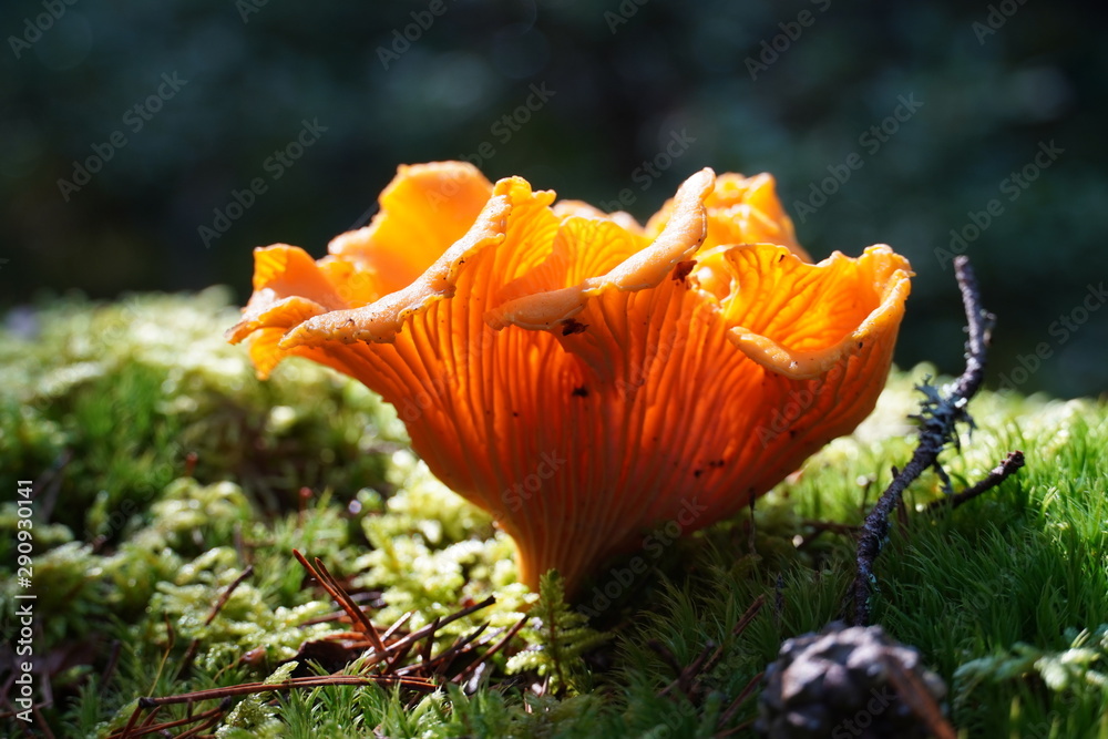 Yellow chanterelle in forest Yellow chanterelle in forest