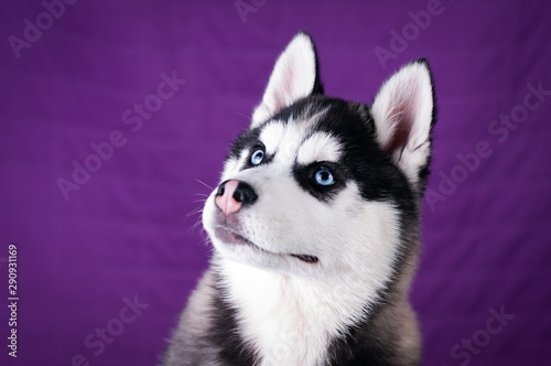 Portrait of Husky interior apartment