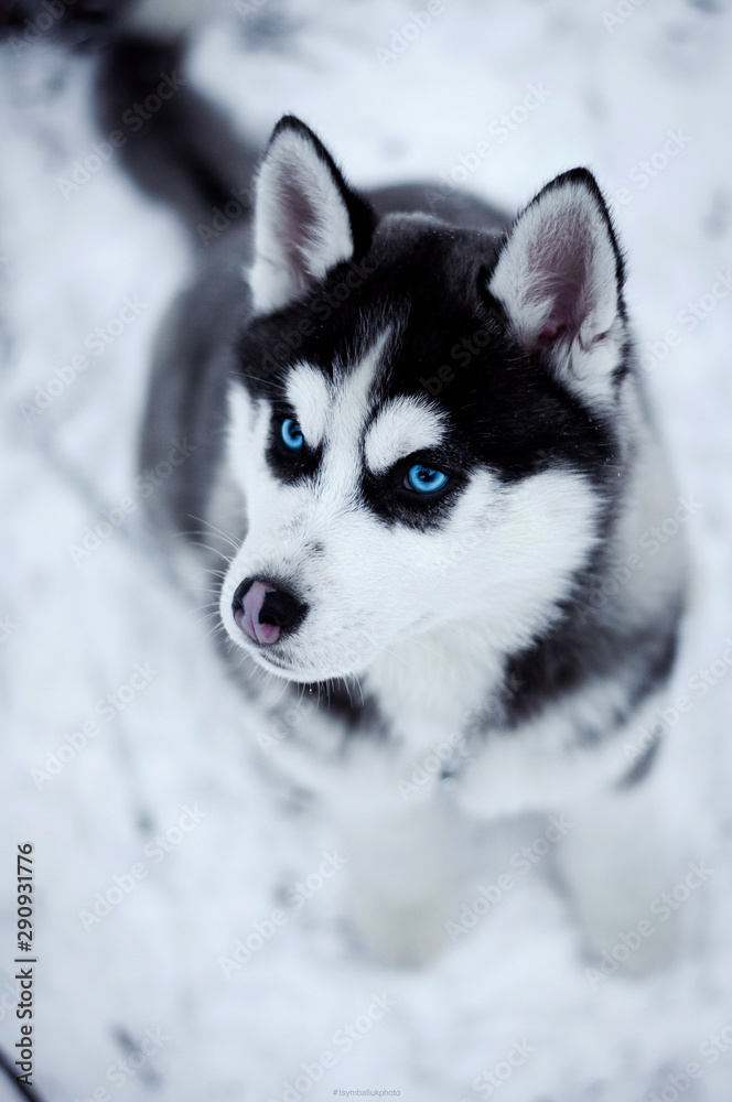 Winter portrait of a husky with blue eyes in the snow