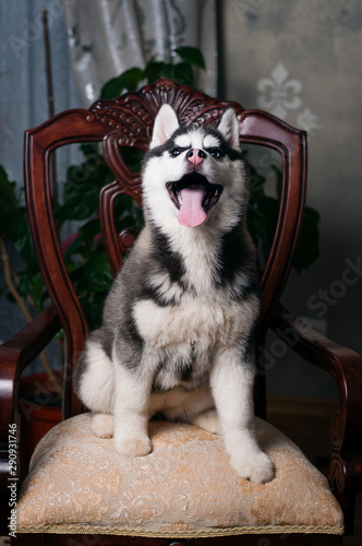 Portrait of Husky interior apartment
