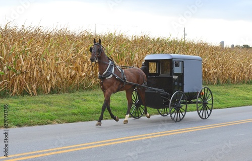 An Amish carriage driver in Pennsylvania.