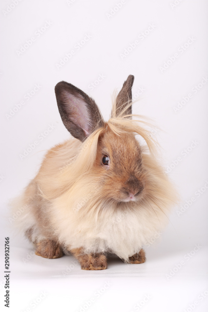 Brown little rabbit, adorable young bunny on white backround