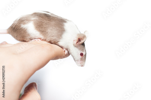 Brown spotted mouse sitting on a hand