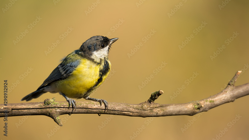 Fototapeta premium Single great tit sitting on tree branch
