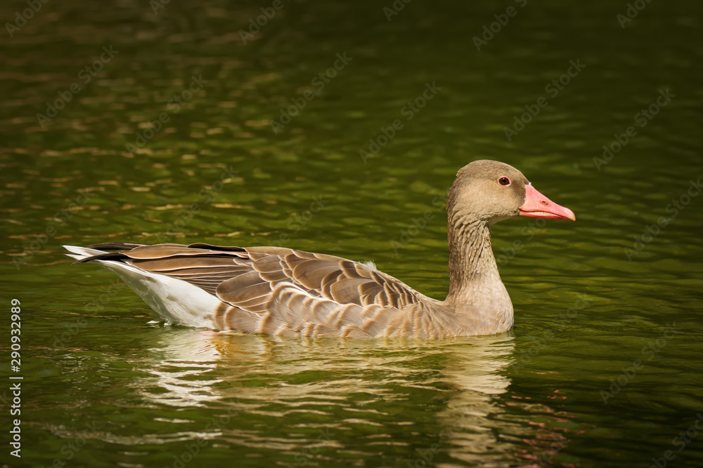 Fototapeta premium Gray lag goose on lake