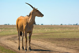 The antelope nilgai in wild steppe