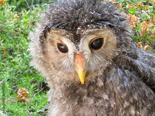 Oeraluil kuiken nieuwsgierig photo