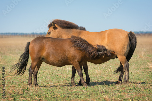 Pony with foal in wild steppe
