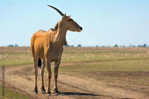 The antelope nilgai in wild steppe photo