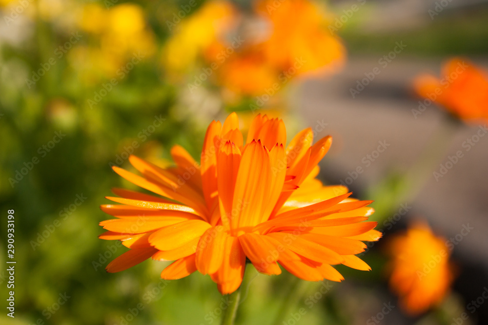 orange flower of calendula officinalis on green leaf background, selective focus orange flower of calendula officinalis on green leaf background, selective focus