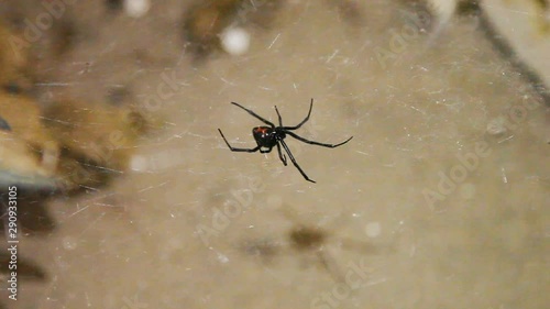 Very still, large black widow hangs upside down on the web as lights move around it causing shadows to move underneath. The web gets highlighted by the moving lights. Depth is created by light angles.
