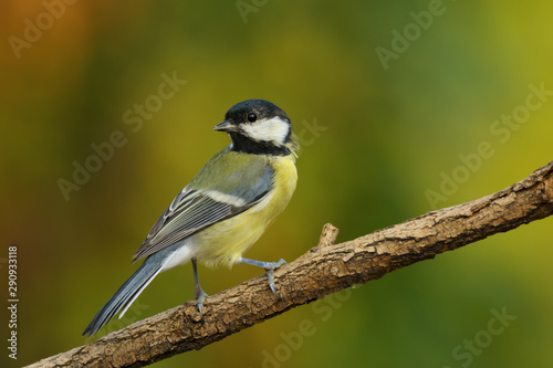 Single great tit sitting on tree branch