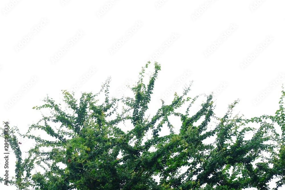 Tropical tree leaves with branches on white isolated background for green foliage backdrop 