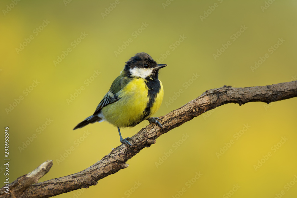 Single great tit sitting on tree branch Single great tit sitting on tree branch