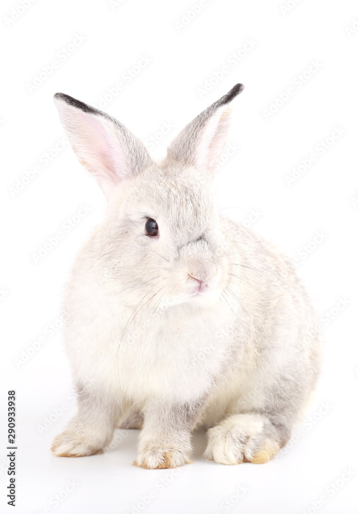 Grey little baby rabbit on white background. Adorable gray young bunny action Grey little baby rabbit on white background. Adorable gray young bunny action