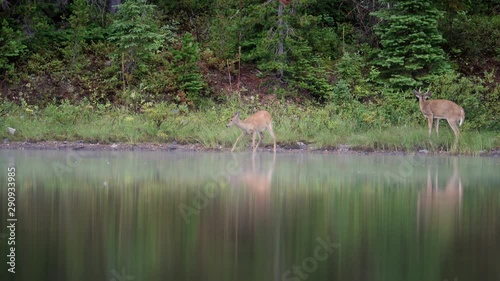 Two wild deer eating grass in the Fishercap Lake photo