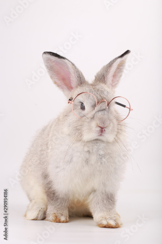 Grey rabbit with clear eyeglasses. Baby grey bunny on white background © soultkd